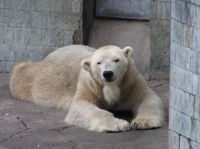 medvěd lední ospalý (lat. brumlus mrazus ochrapus)