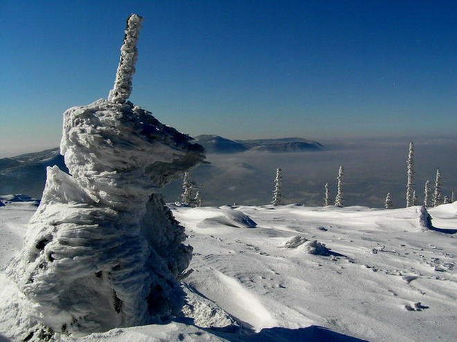 Kosa jak sviňa (-15°C)
