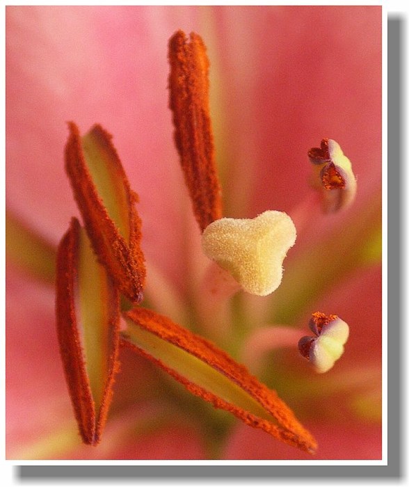 Blizna a tyčinky lilie