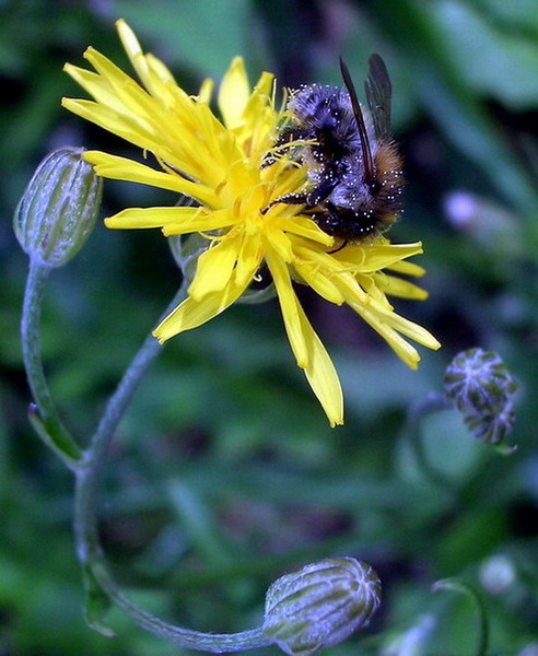 -cmelda briliantik a poupata-