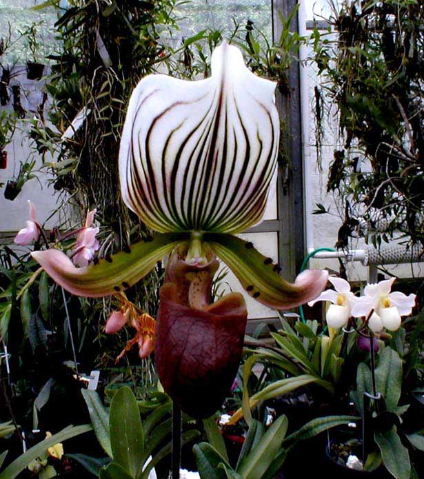 Orchidea