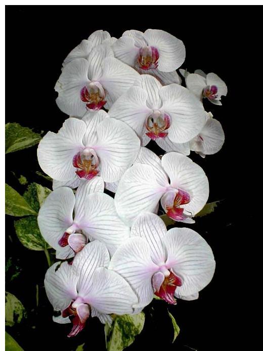 Orchidea