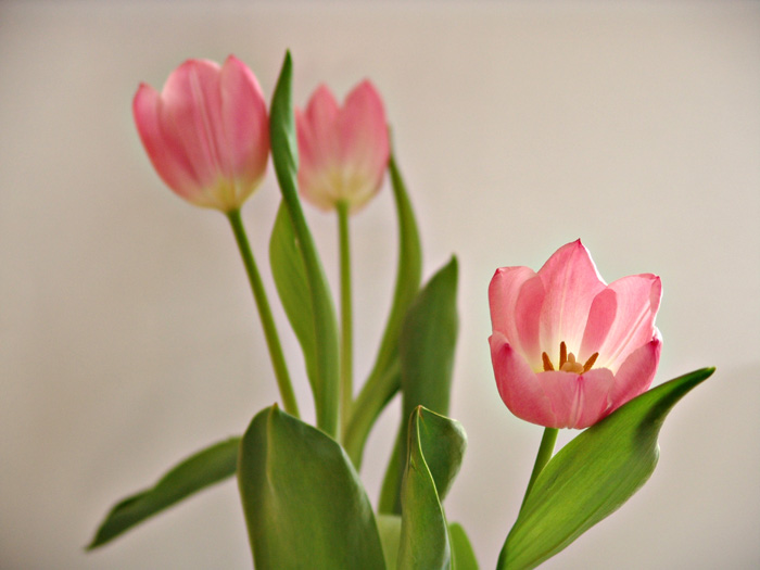 :::tulipány:::