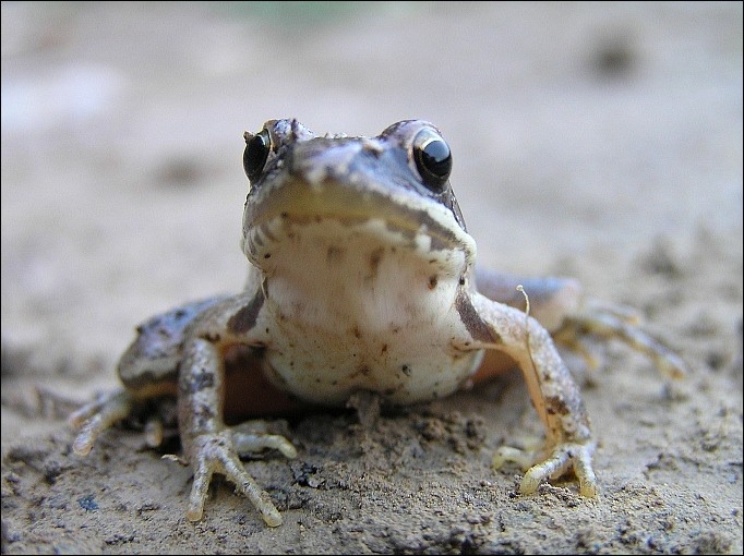 žabka