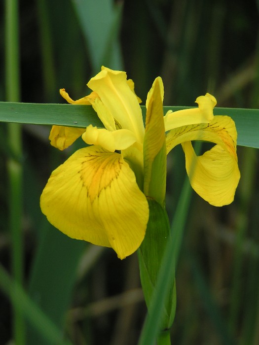 Iris