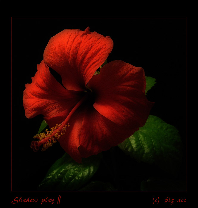 Shadow Play II