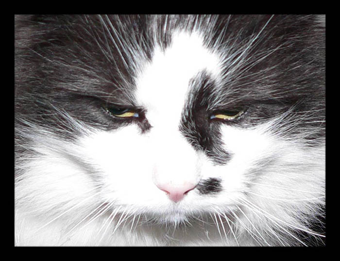 kocour