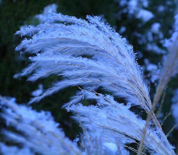 Sněhové pápěří.