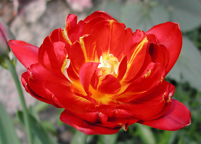Fanfán Tulipán