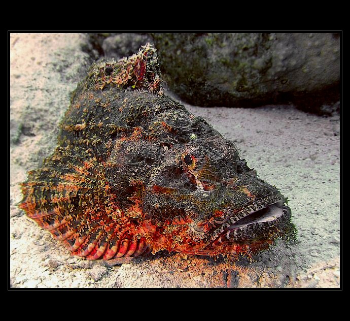 Scorpionfish