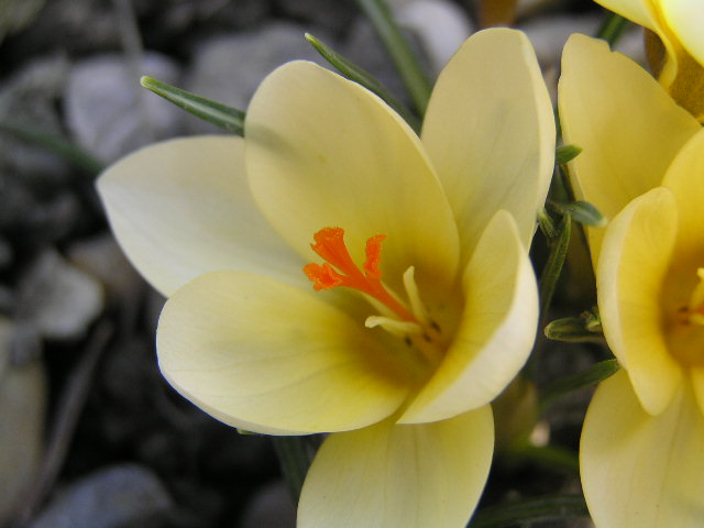 Crocus