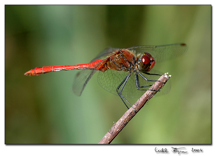 Vážka rudá(Sympetrum sanguineum)