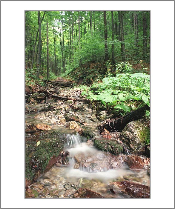 <b>Potůček</b> ve Slovenském ráji