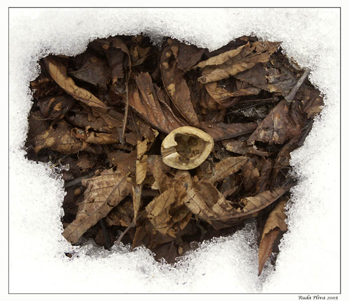 Leafs ´n´ shell