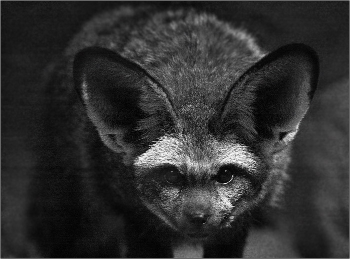 <b>VŠECHNO SLYŠÍM . . . </b><br><b>