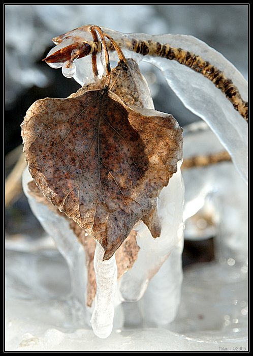 Z ledového království 2