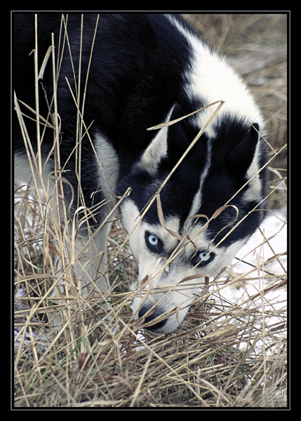 Bodie