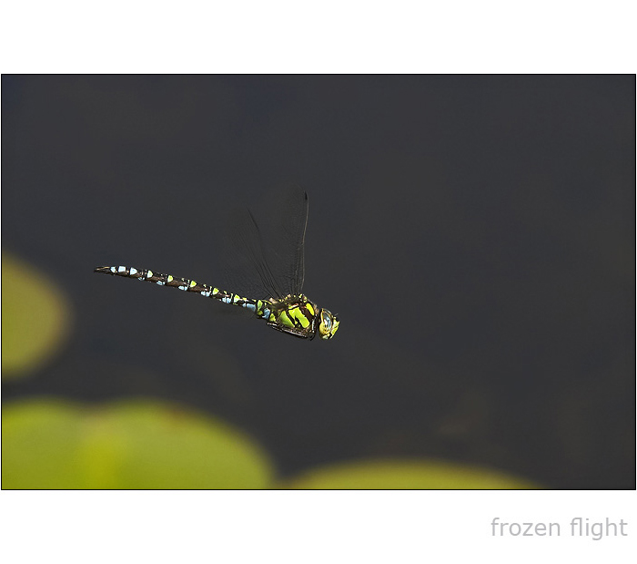 □□□ frozen flight