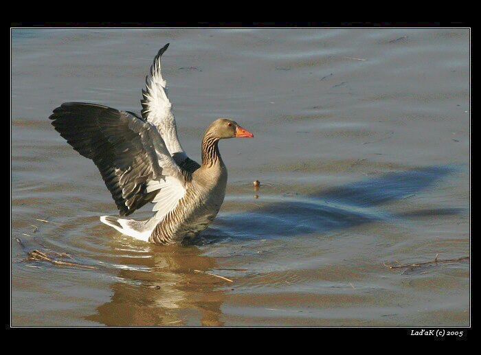 <b>husa (pro změnu)</b>