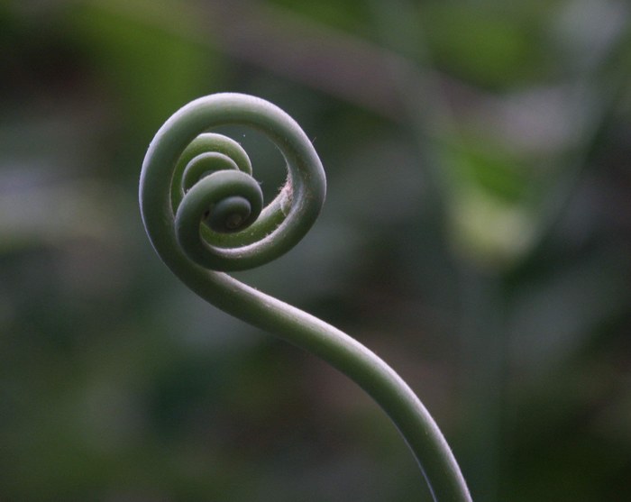 jemný dotek pralesa