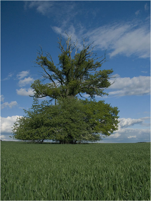 dvoubarevná