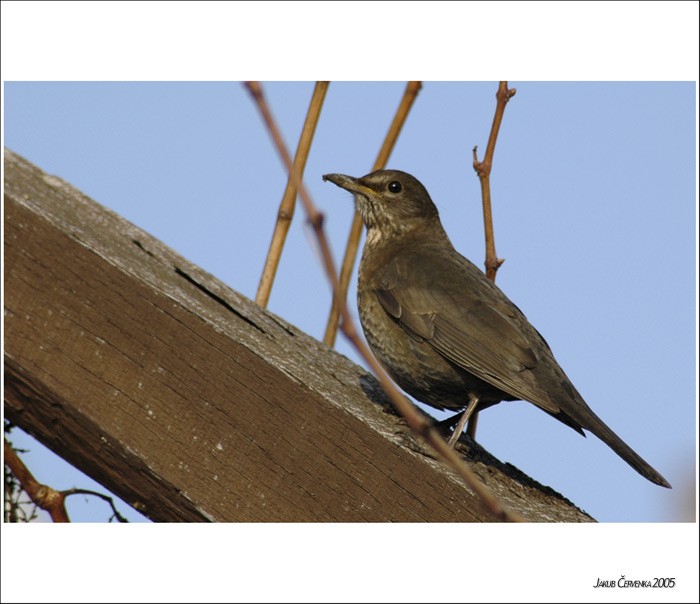 <b>**<i>Ptáček</i>**