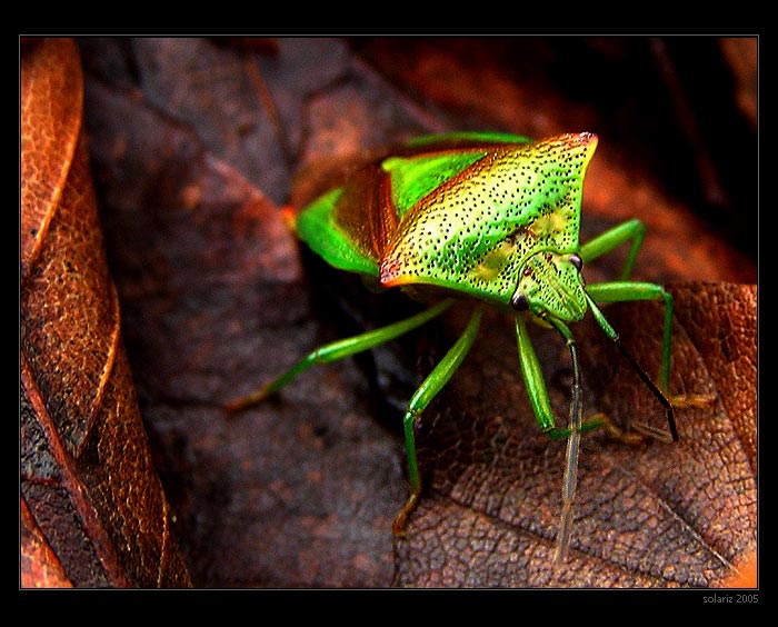 <B>.:Colours of Life 2:.</B>