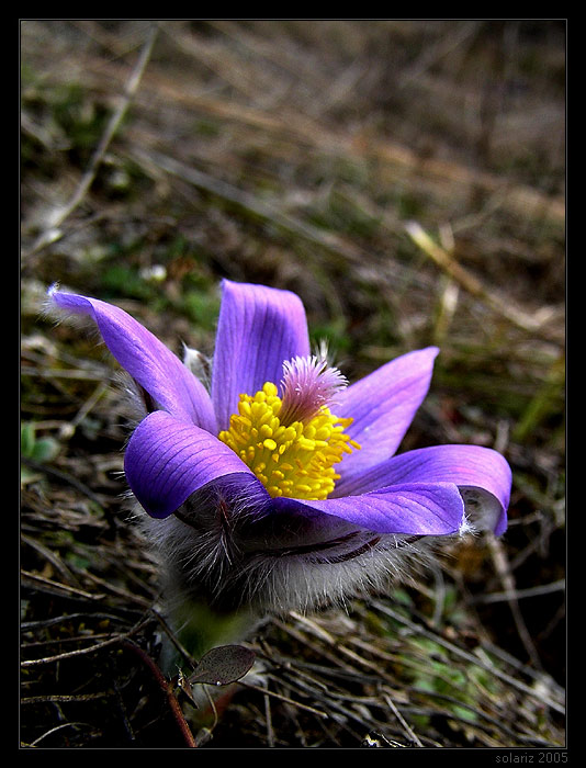 <B>.: Poniklec slovenský (Pulsatilla slavica) :.</B>