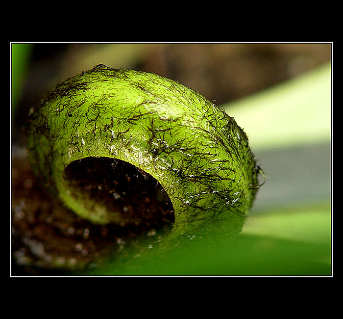 <B>Budoucí kapradí...:O)))