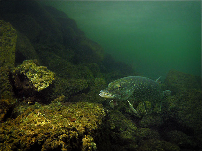 Temně zelený svět