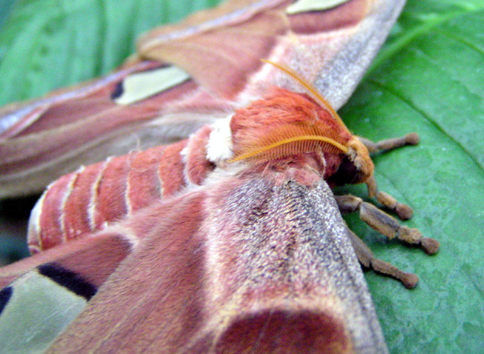 ButterFly 2
