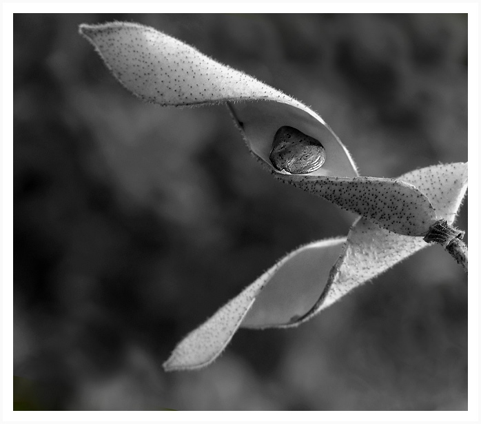 Poslední semeno v lusku