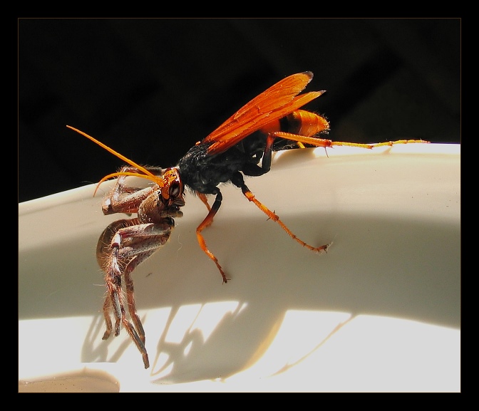 Tarantula Hawk s kořistí