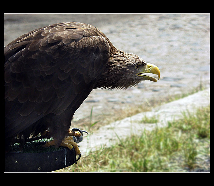 Pták... těch není nikdy dost ;-)