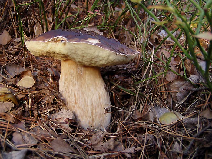 Vzpomínka na úrodný podzim