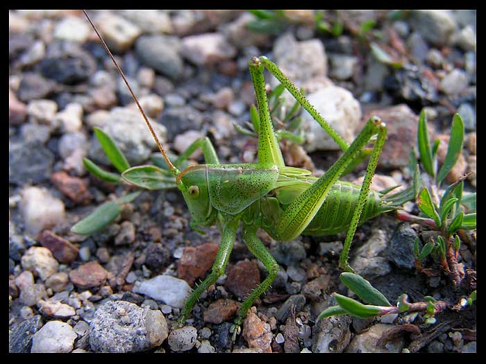 Jmenuji se "HOP"