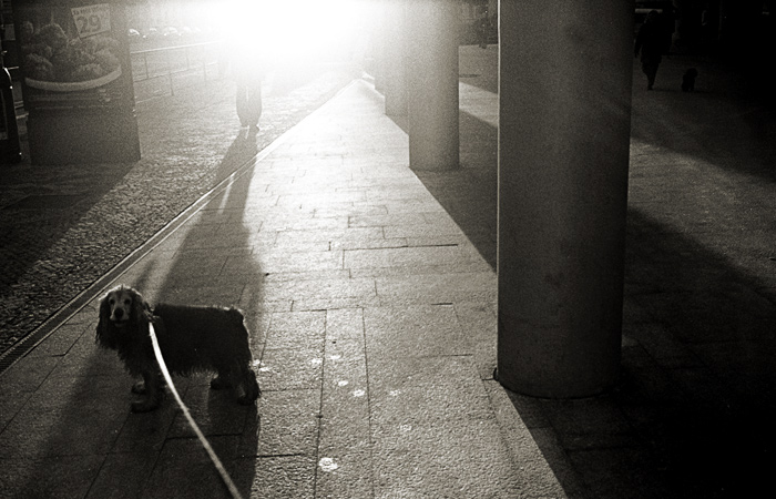 maddog: chase in the city
