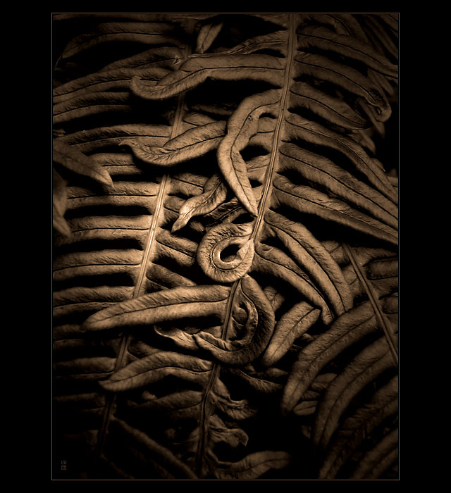  ZLATÉ KAPRADÍ ( ...pro A.S.... )