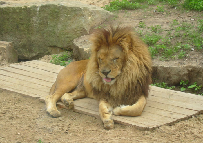 To je ale nuda v tý ZOO:)
