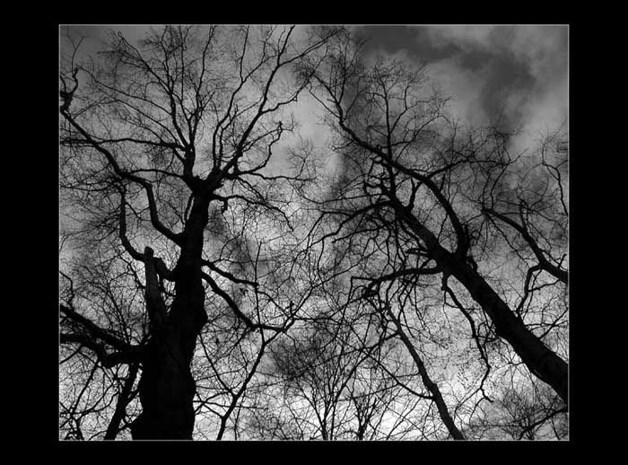 trees in the sky