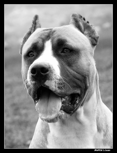 **CEZAR**