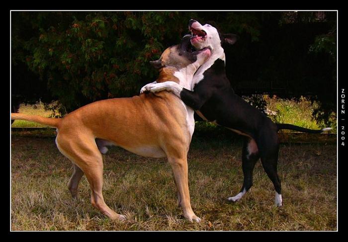 FIGHT