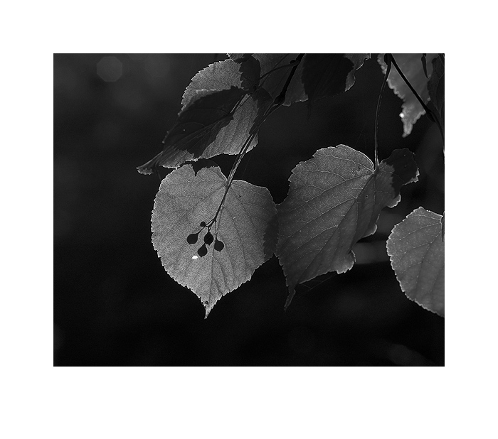 vzpomínka na podzim