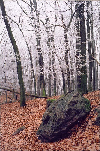 Květnice