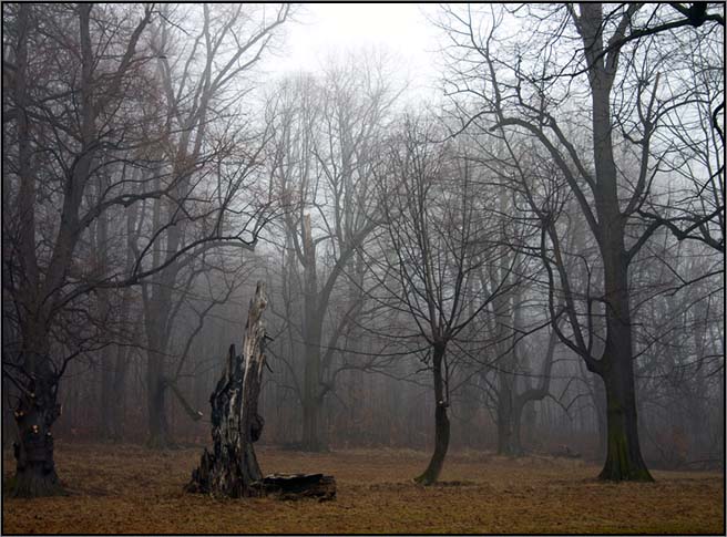 Byl tu... strom