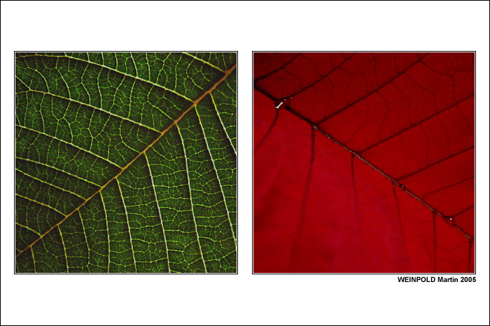 = Structure of Plant =