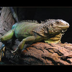 Leguán zelený