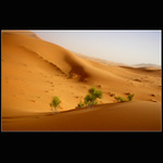 život na sahařě II.