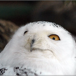 <B><U>... ty vooleee ...