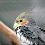 <B><U>... & ...</B></U>